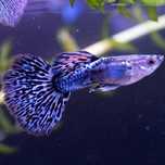 Guppys Blue Metal Dragon