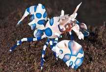 Krewetka Harlequin . Akwarium morskie