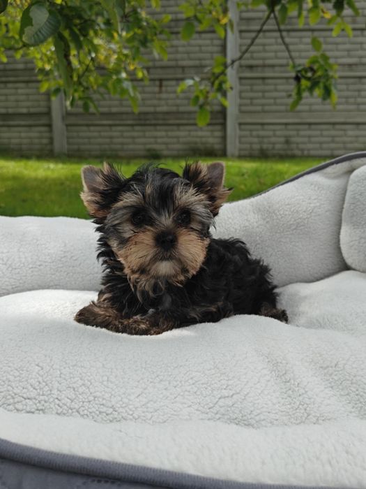 Yorkshire Terrier - suczka - ZKwP