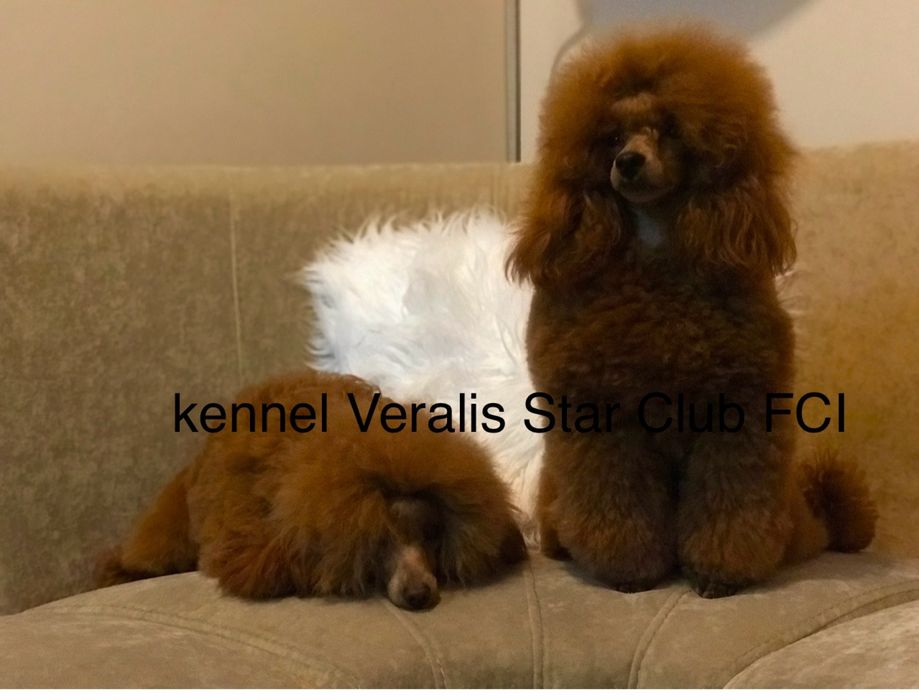 Породные той пудель щенки КСУ документы