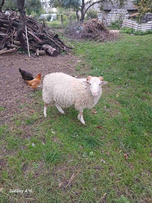 Продам породистого барана (Романово-дорпер)р