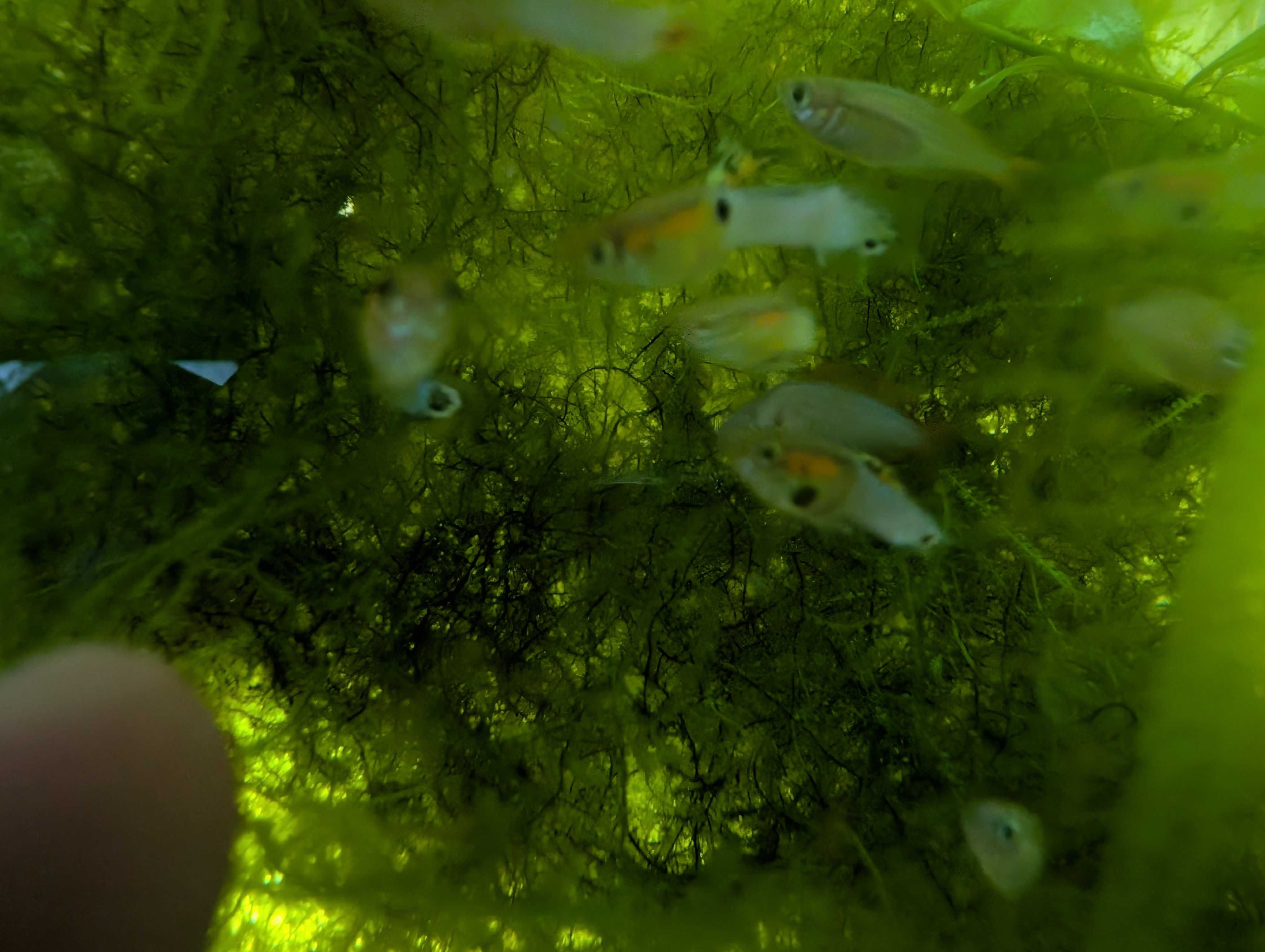 Endlers azuis japoneses