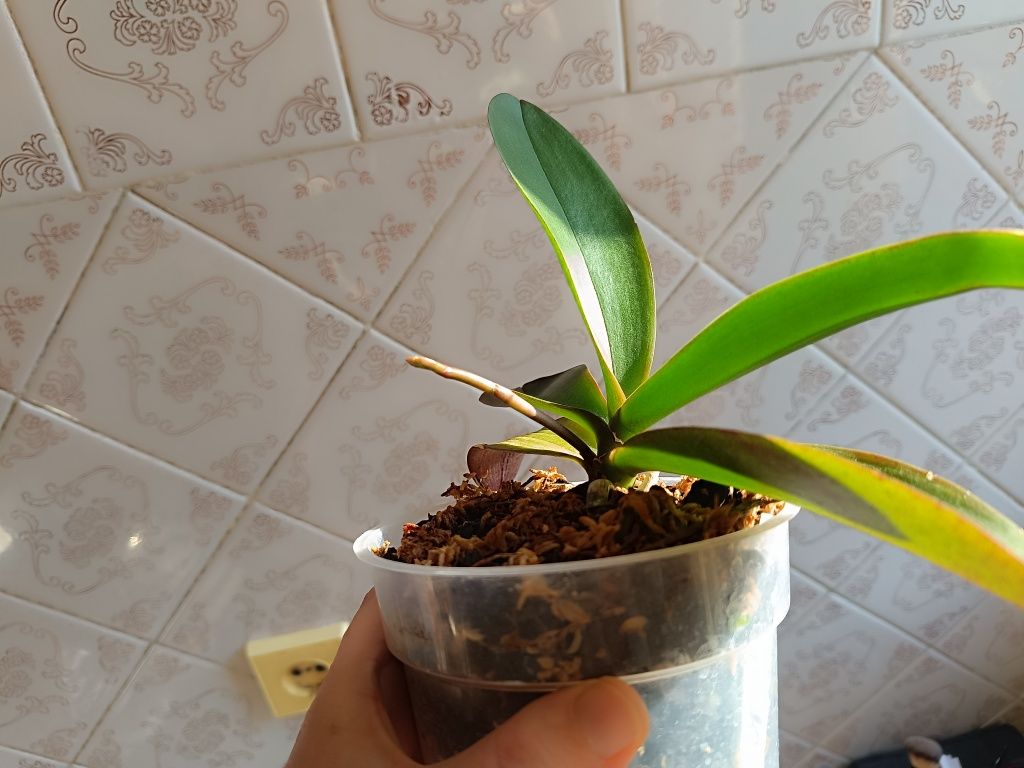 Орхидея фаленопсис (бабочка) Phal. Little Gem Stripes с цветоносом