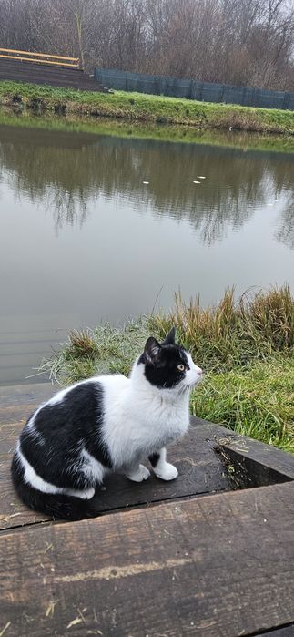 Кошенята в добрі руки