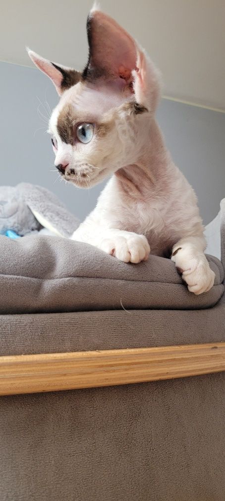 Koteczka Devon Rex