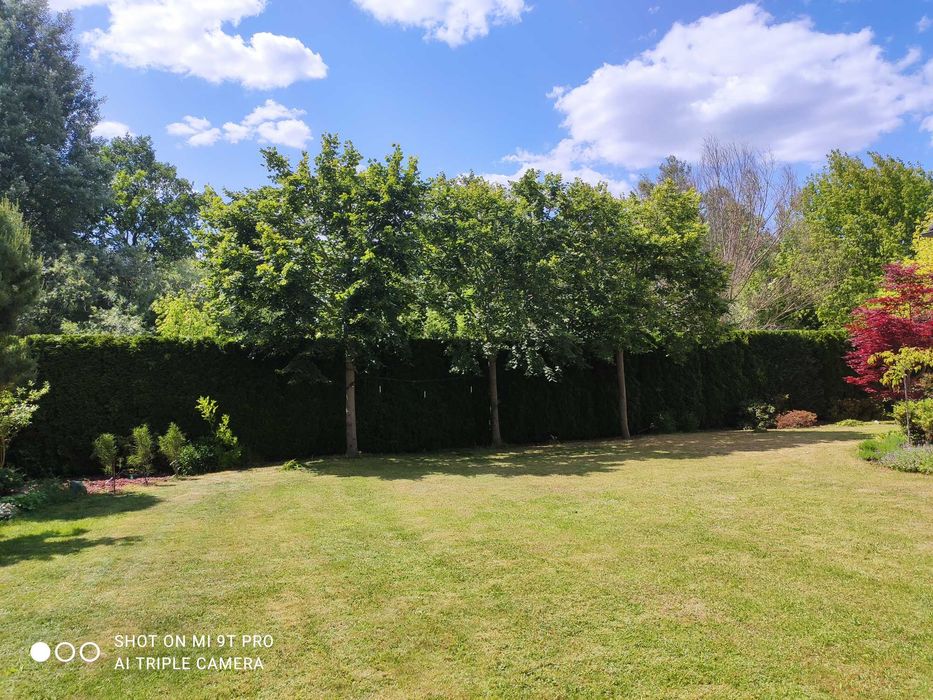 Wycinka drzew i krzewów rębak wynajem mielenie gałęzi