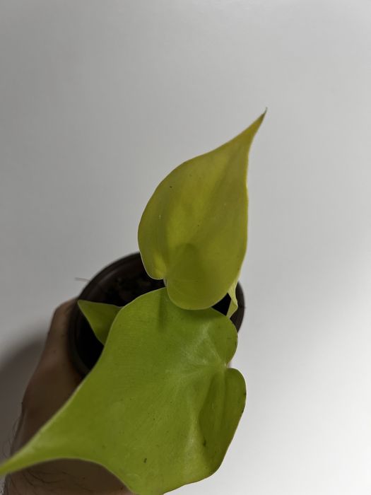 Philodendron Lemon Lime