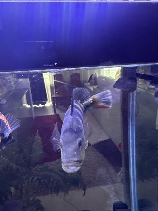 Ciclideos Americanos, adultos