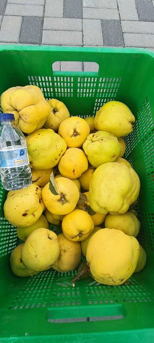 Marmelo biológico