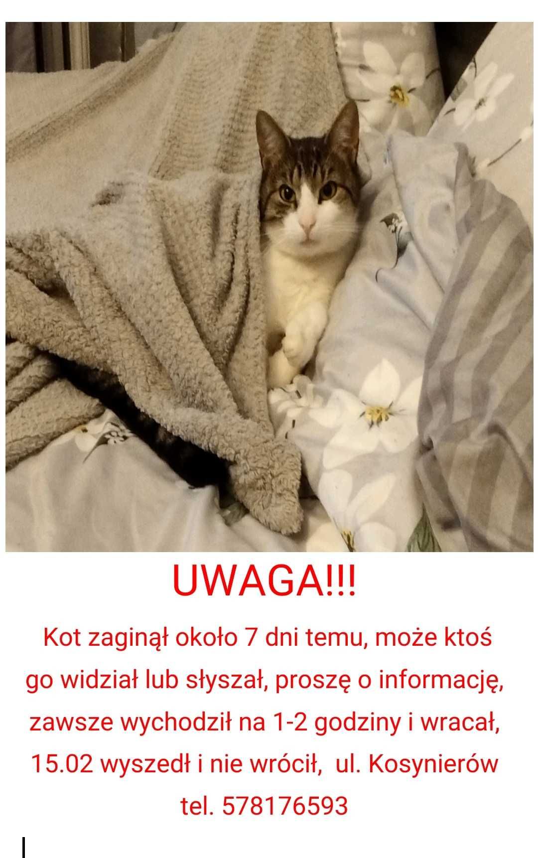 Kot zaginął około 7 dni temu,