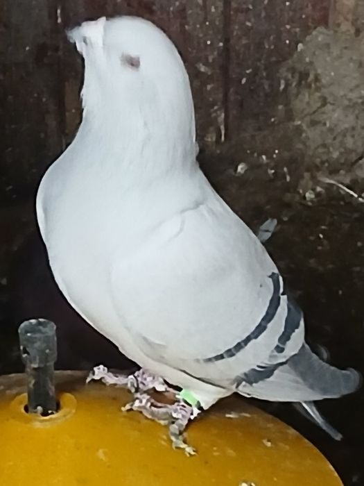 Sprzedam standard samce samice