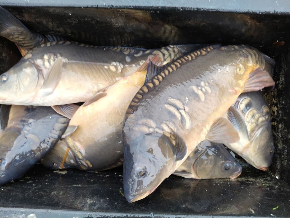 Sprzedaż karpia,amura, szczupaka