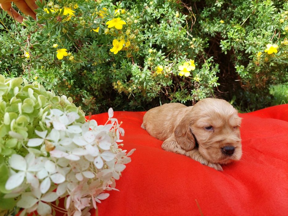 suczka Cocker Spaniel Angielski