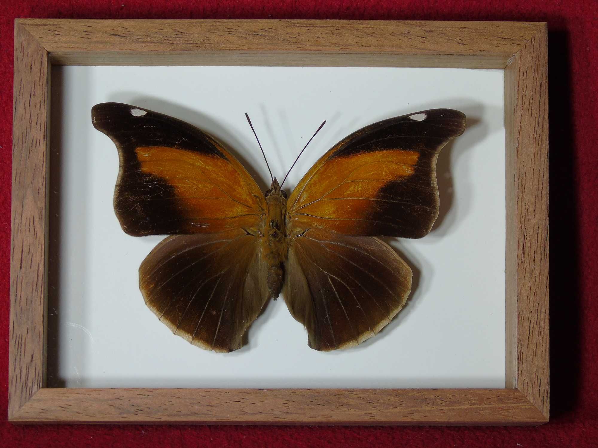 Motyl w ramce / gablotce 16x12cm . Historis odius - Peru . XXL .