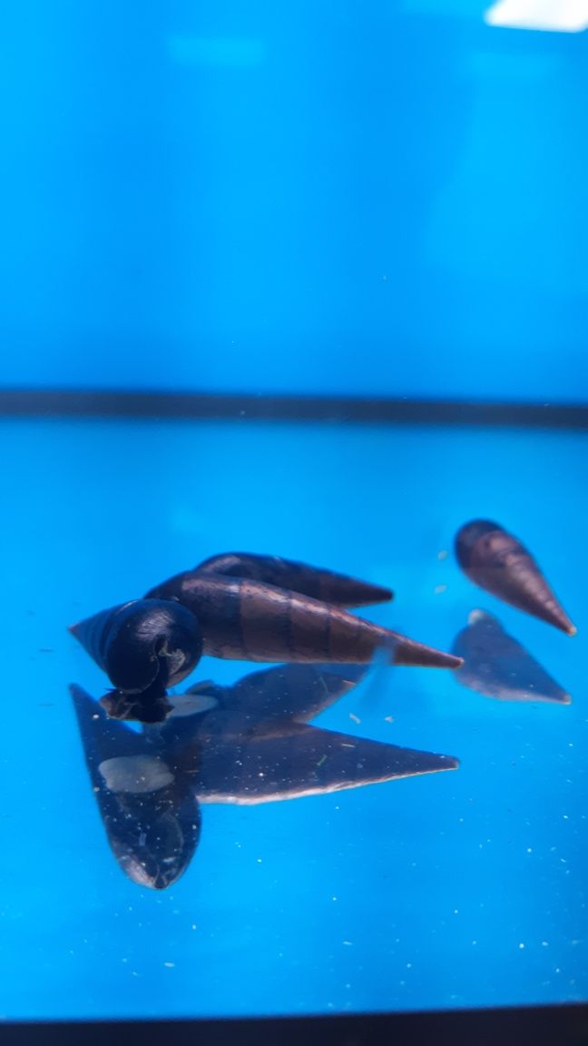 Tylomelania Black Devil