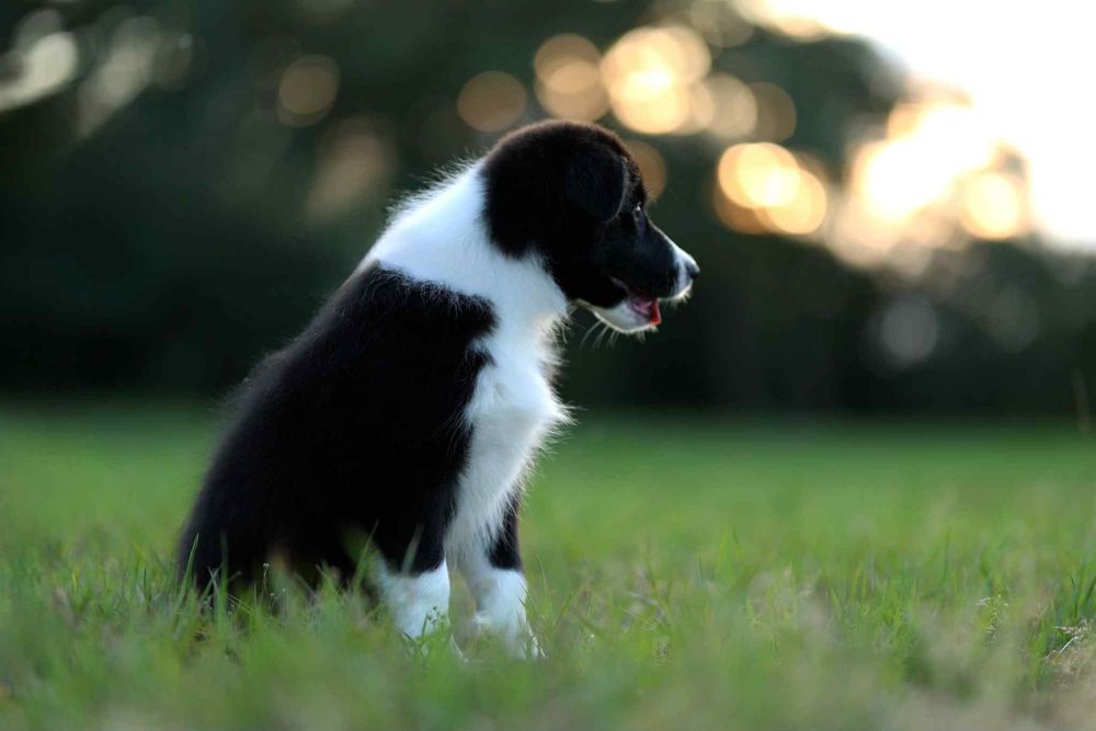Border Collie FCI / ZKwP Niedostępna