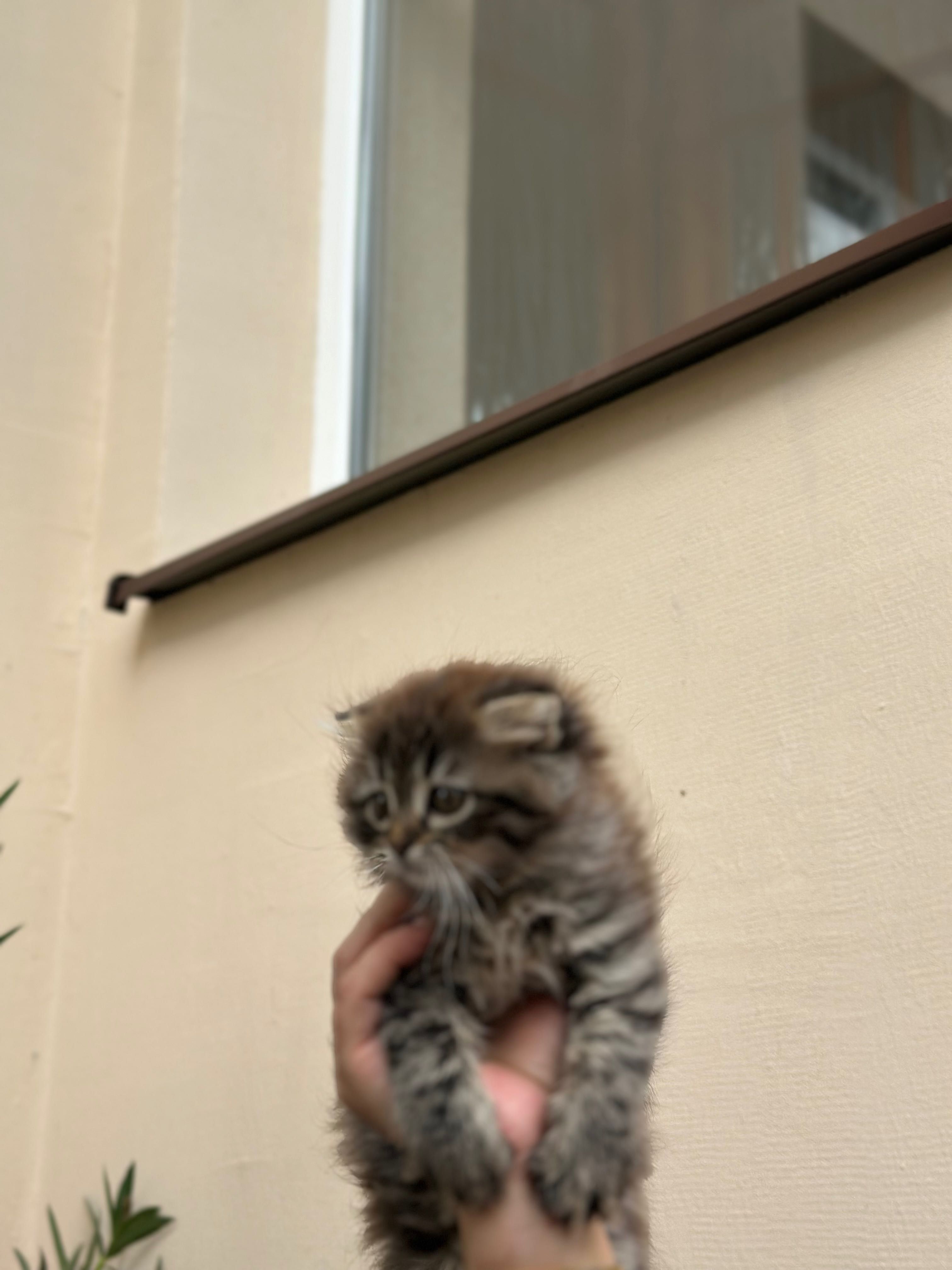 Кошеня ,британець