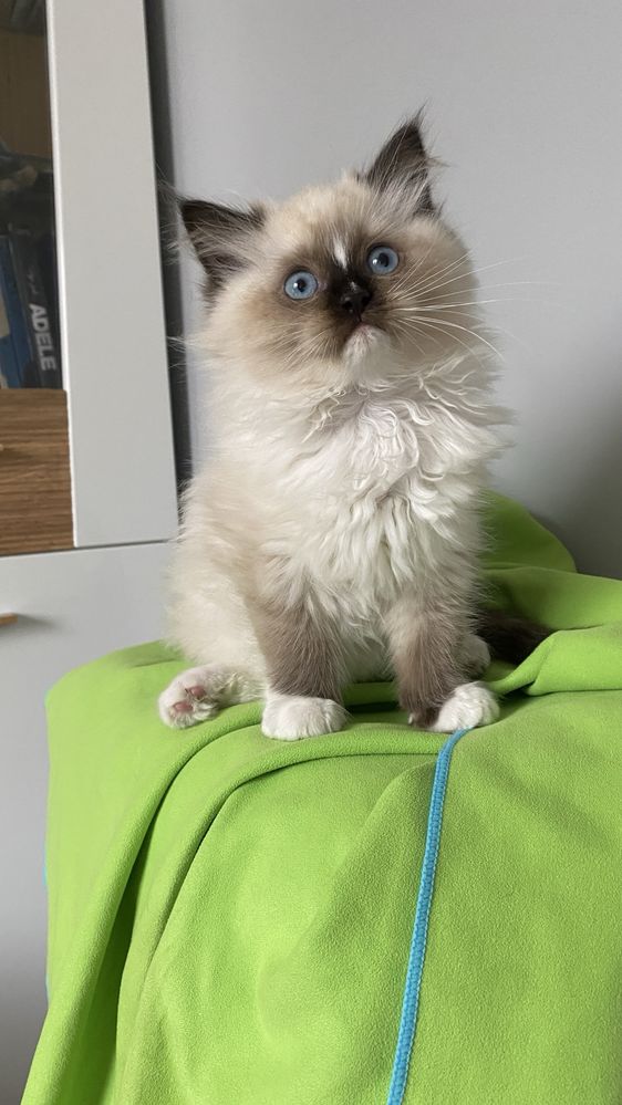 Kotka ragdoll do odbioru od zaraz rodowód FPL