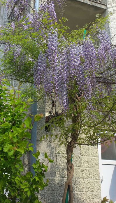 Гліцинія Вістерія 3 річні відводки