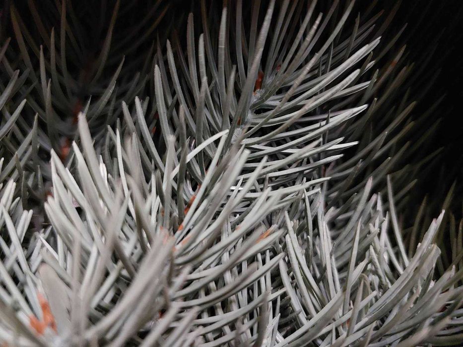 Елка ёлка Ялинка штучна Буковельська лита пишна зелена блакитна