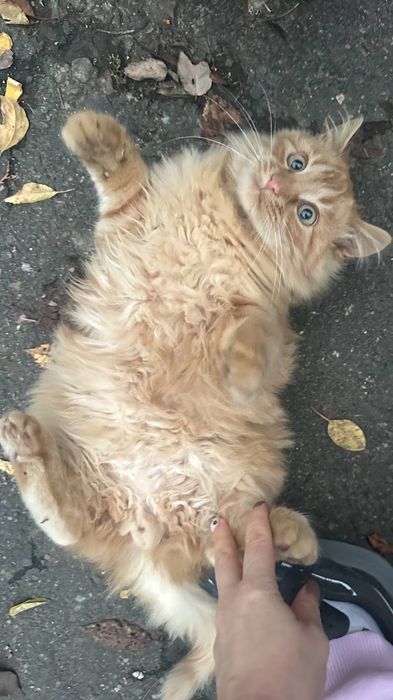 Отдам даром в добрые руки пушистого рыжего котенка