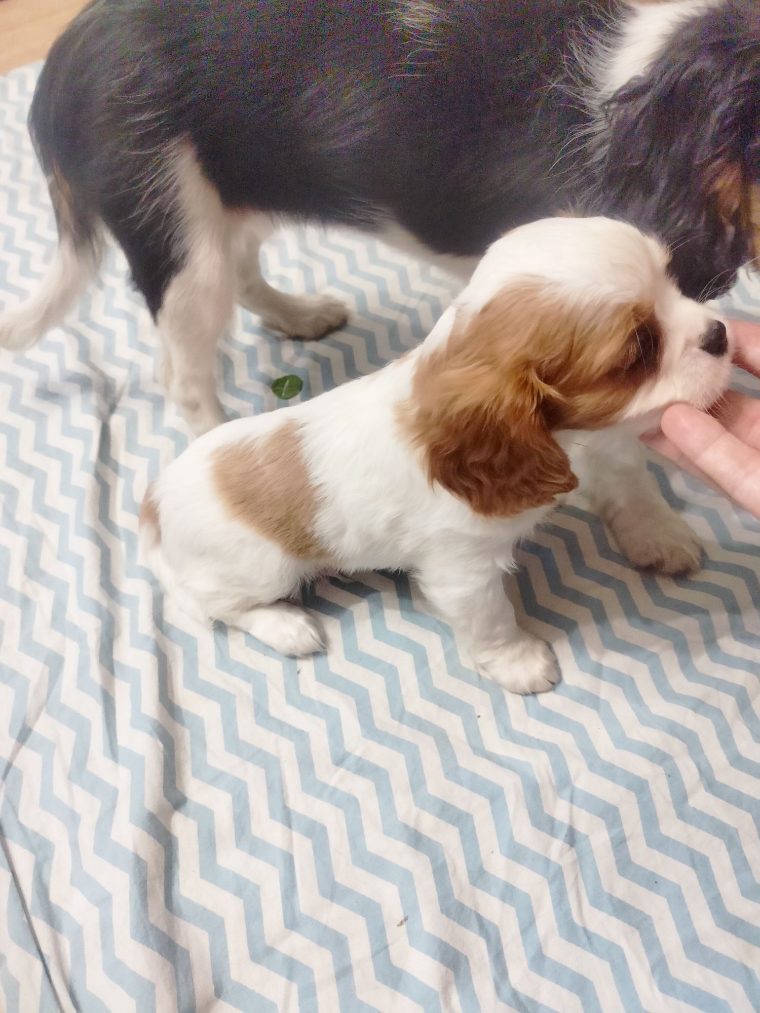 Cavalier King Charles Spaniel -  przepiękny piesek Eddie