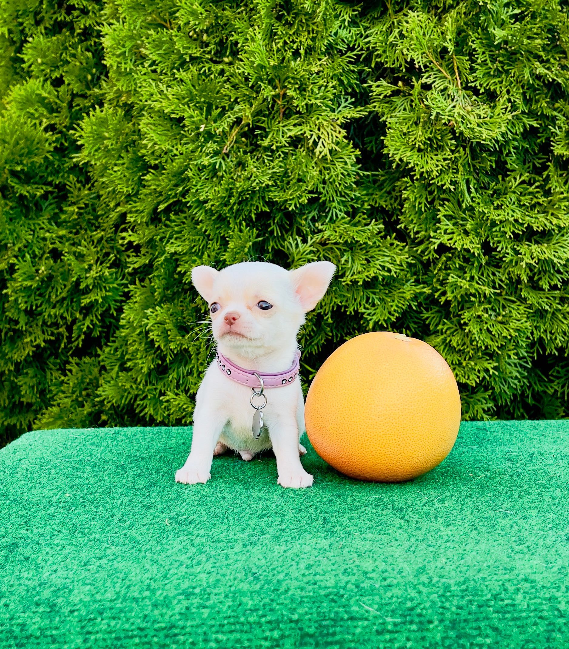 Chihuahua MiNI biały chłopiec FCI