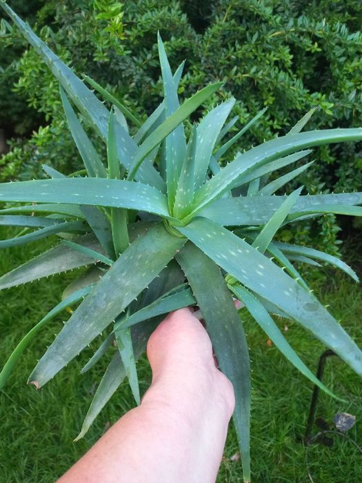 Алоє вера, кімната рослина