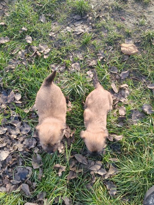 Oddam za darmo szczeniaki 3 miesiące mają