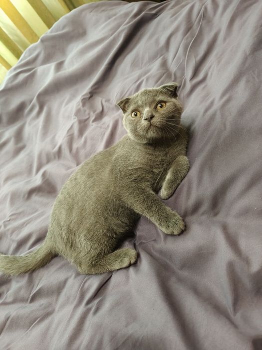 Вислоухие котята
