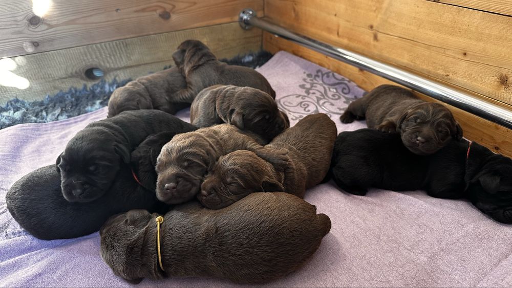 Labrador Retriever FCI, ZKwP czekoladowy samiec odbior koniec lipca
