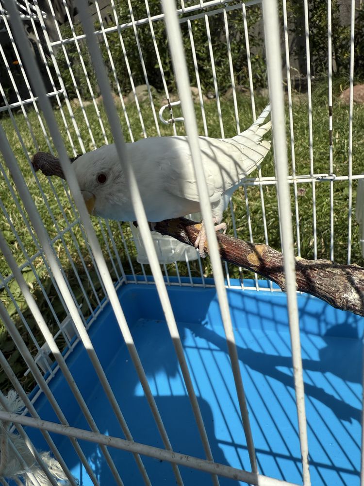 Piękna papużka falista