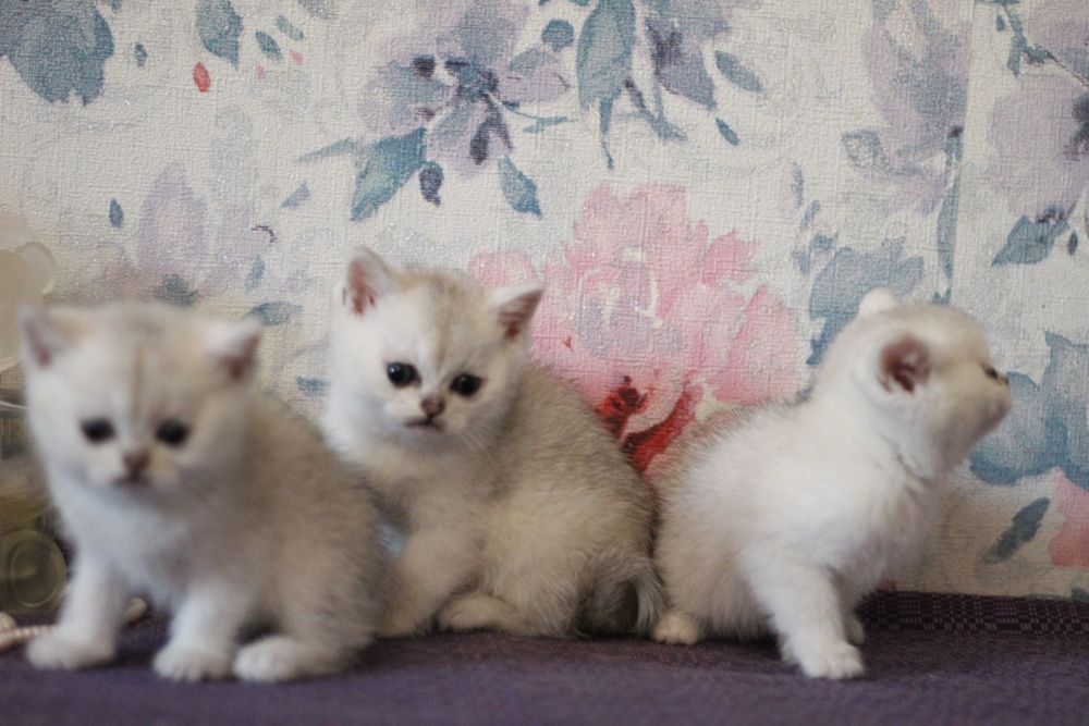 Детки серебристая шиншилла