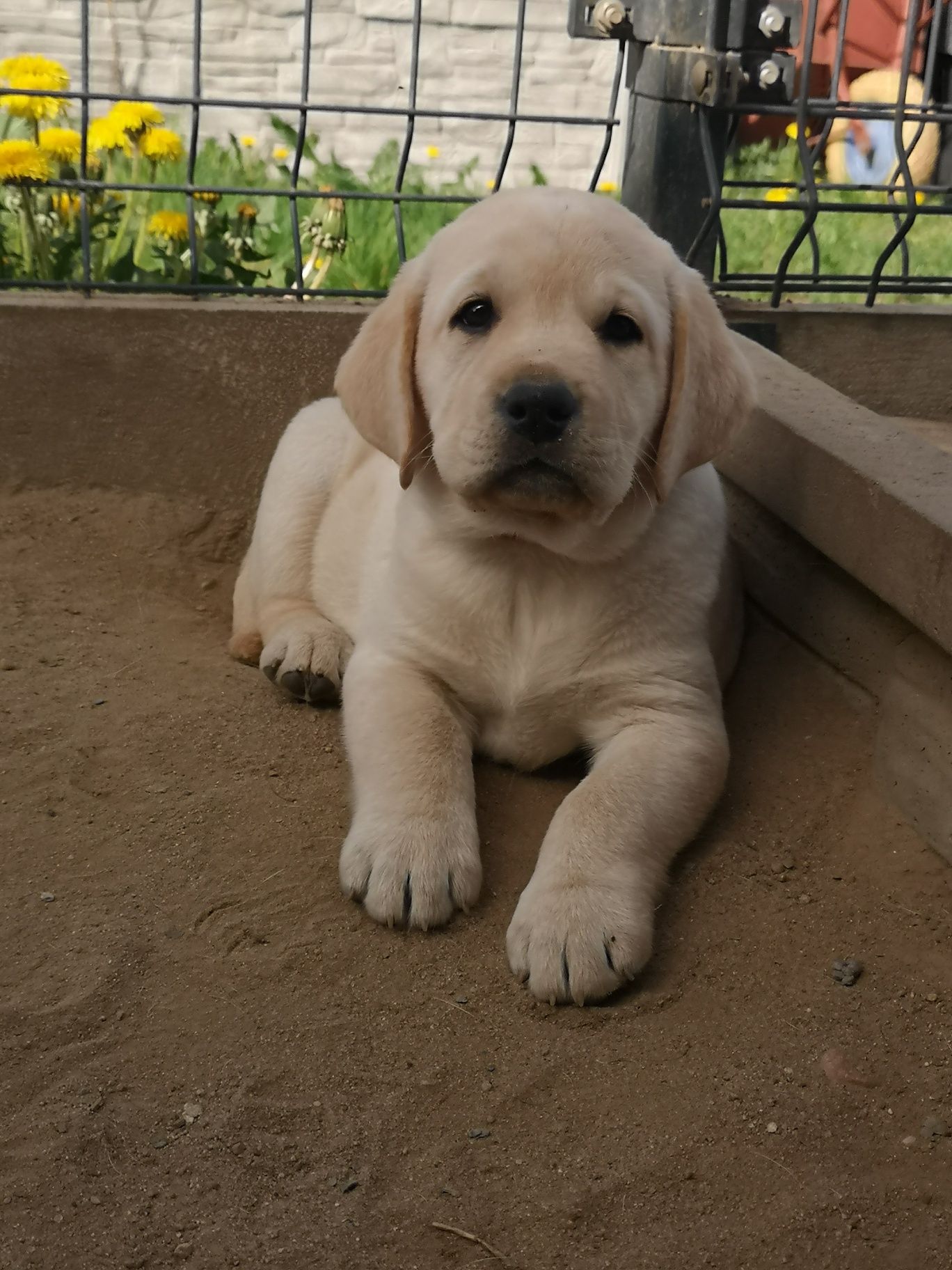 Suczka Labrador Retriever ZKwP FCI gotowa do odbioru