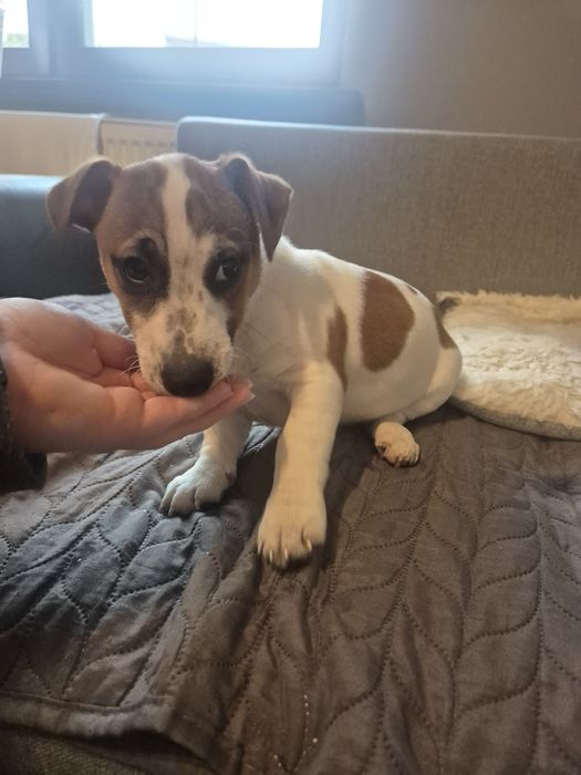 Jack Russell Terrier szczeniak - pies