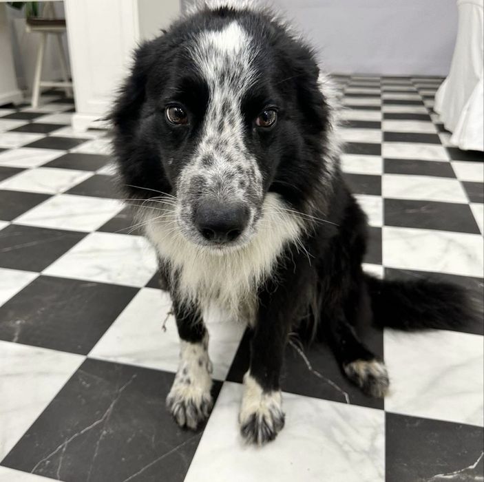 Oddam psa border collie z rodowodem.