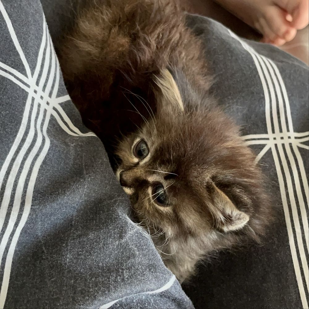 кошеня в добрі руки