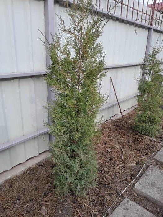 Можевельник, ялівець вергінський