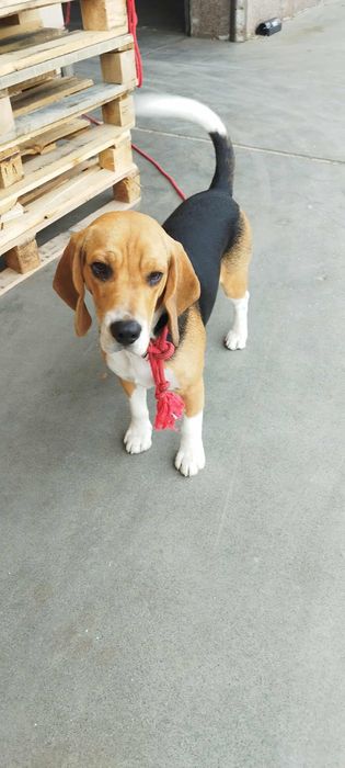 Beagle piesek 6 miesięcy szczepiony z rodowodem
