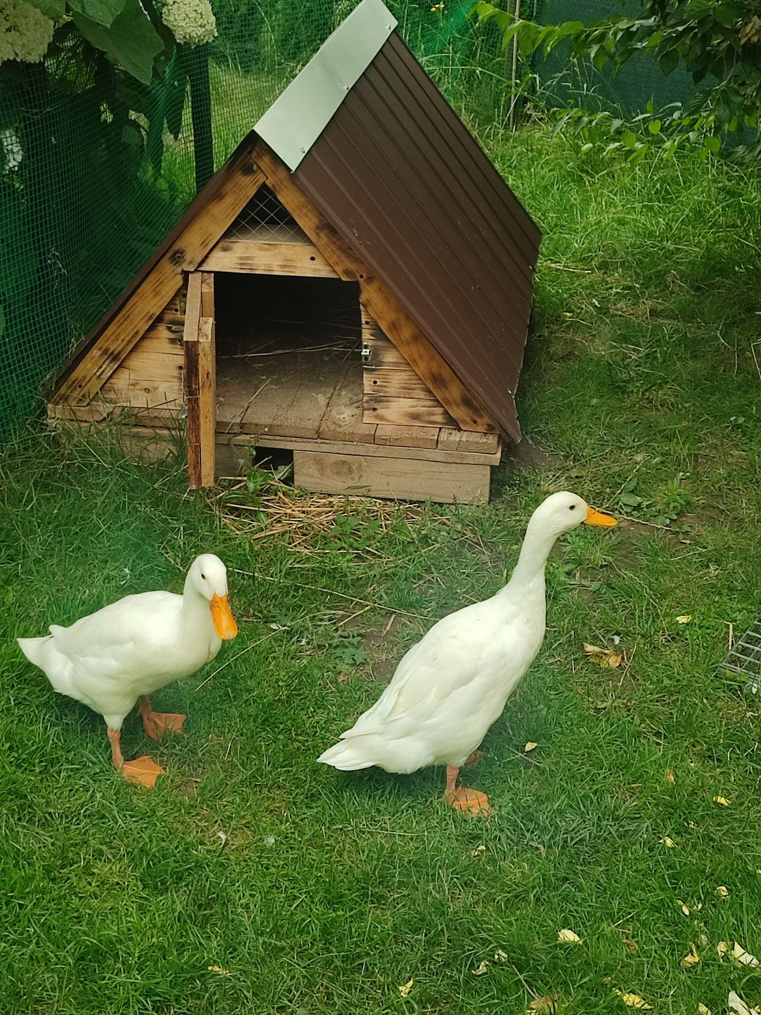 Sprzedam domek dla kaczek biegusów lub innego drobiu