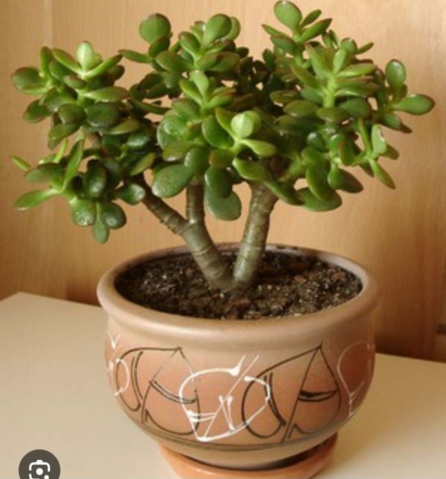 Крассула денежное дерево