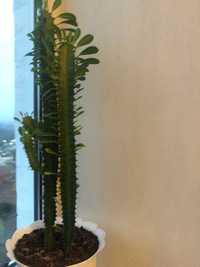 Кактус Euphorbia trigona (Трикутний)