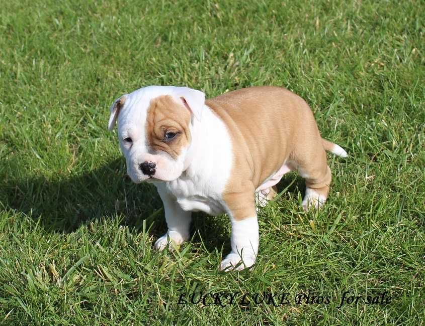 Amstaff szczeniaki