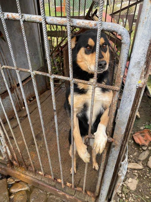 Віддам у добрі руки собаку