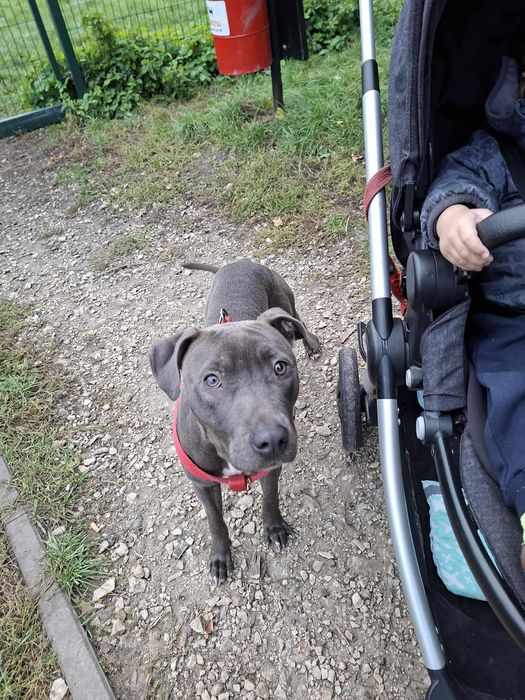 Oddam roczną suczke pitbull