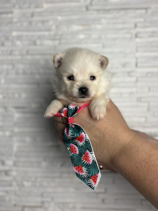Biały szpic miniaturowy pomeranian