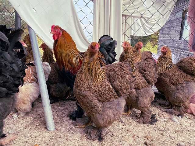 Яйце на інкубацію. Курчат. Кохінхін - срібло, куріпчаста, смугаста.