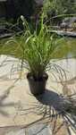 Sprzedam Rozplenica Black Beauty doniczka 2-3 litry