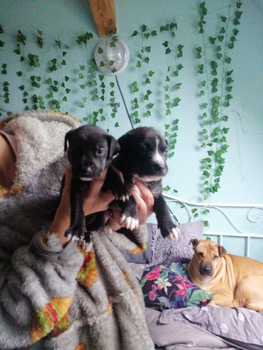 Do oddania szczeniaczki