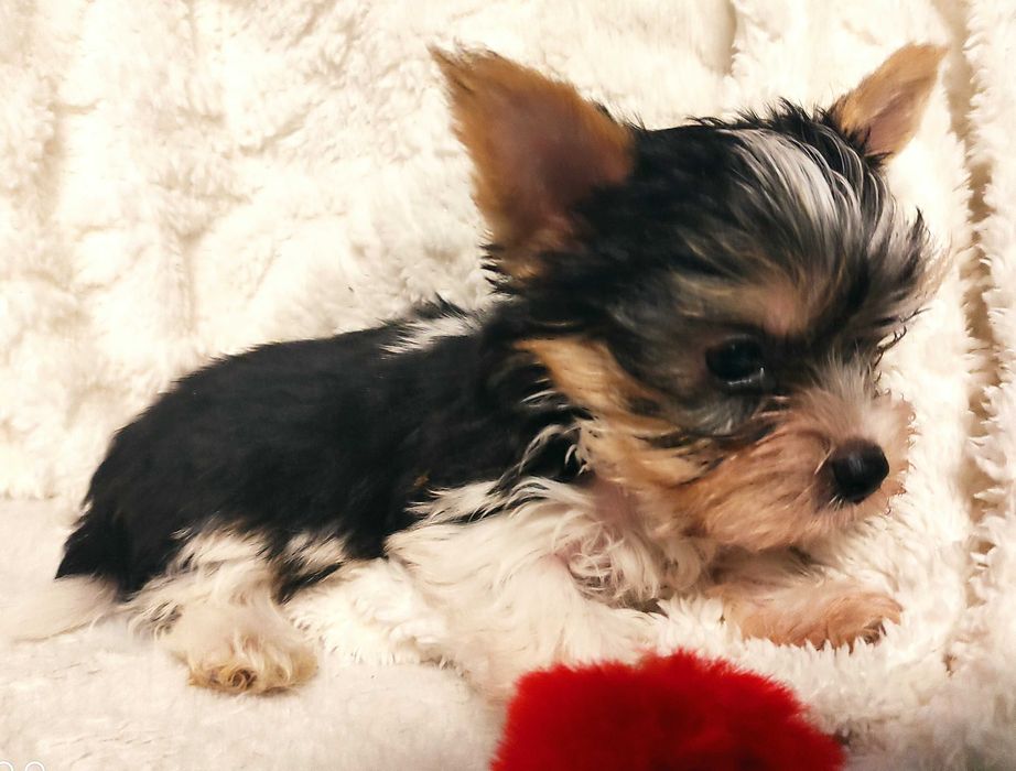 yorkshire terrier biewer trikolor mini